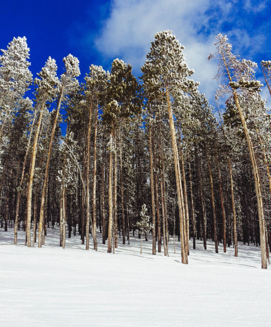 Lodgepole Pines at Big Sky, Montana - I think.